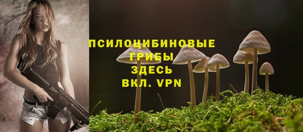прущие грибы Михайлов
